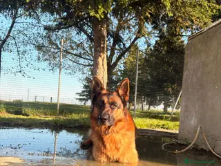 Pastore Tedesco cani in regalo: Amatissimo Buck - Annuncio 1