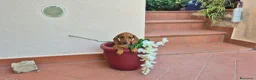 Bassotto cani in vendita: Bassotti  - Annuncio 8