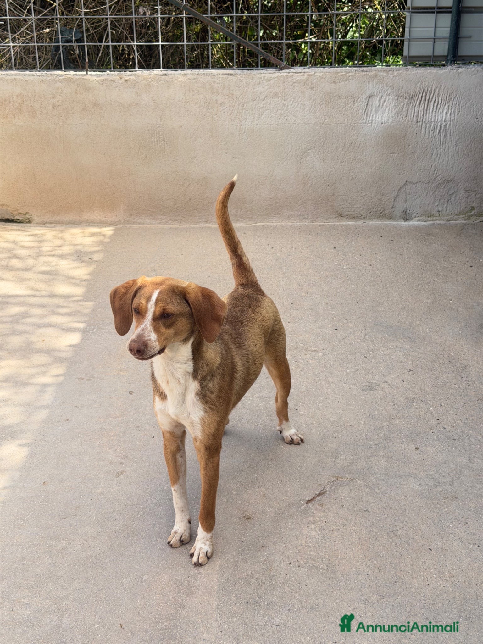 Meticcio cani Bamby - Annuncio 1