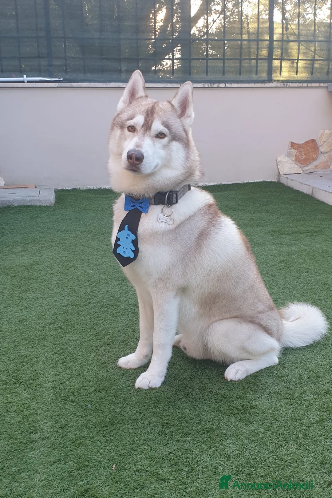 Husky cani in vendita: Siberian husky - Annuncio 6