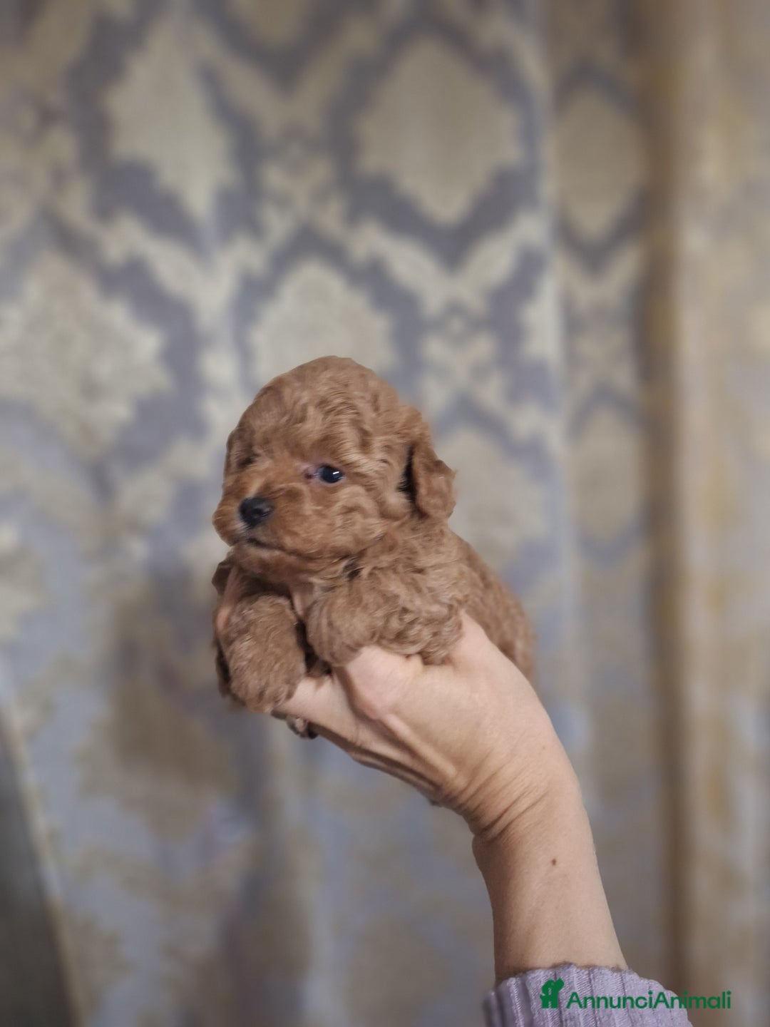 Barboncino cani in vendita: Cucciolata TOY RED con PEDIGREE ENCI + test - Annuncio 4