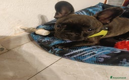 Bulldog Francese cani in vendita: Bulldog francese maschio  - Immagine 5