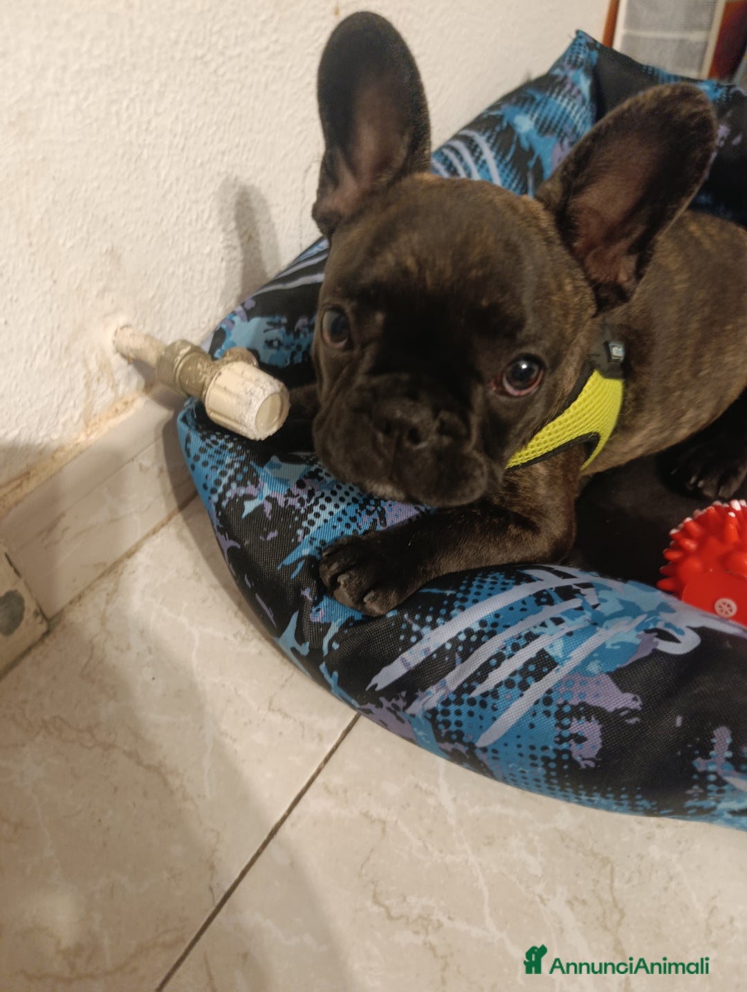 Bulldog Francese cani in vendita: Bulldog francese maschio  - Immagine 5