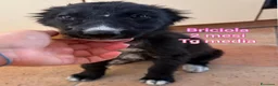 Meticcio cani in regalo: CUCCIOLI IN CERCA DI FAMIGLIE  a Provincia di Prato - Annuncio 3