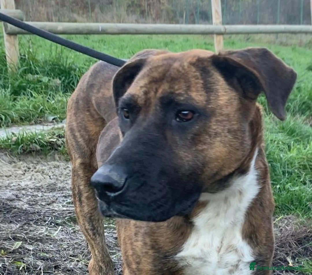 Meticcio cani in regalo: MORGANA affettuosa con le persone - adulta - Annuncio 2