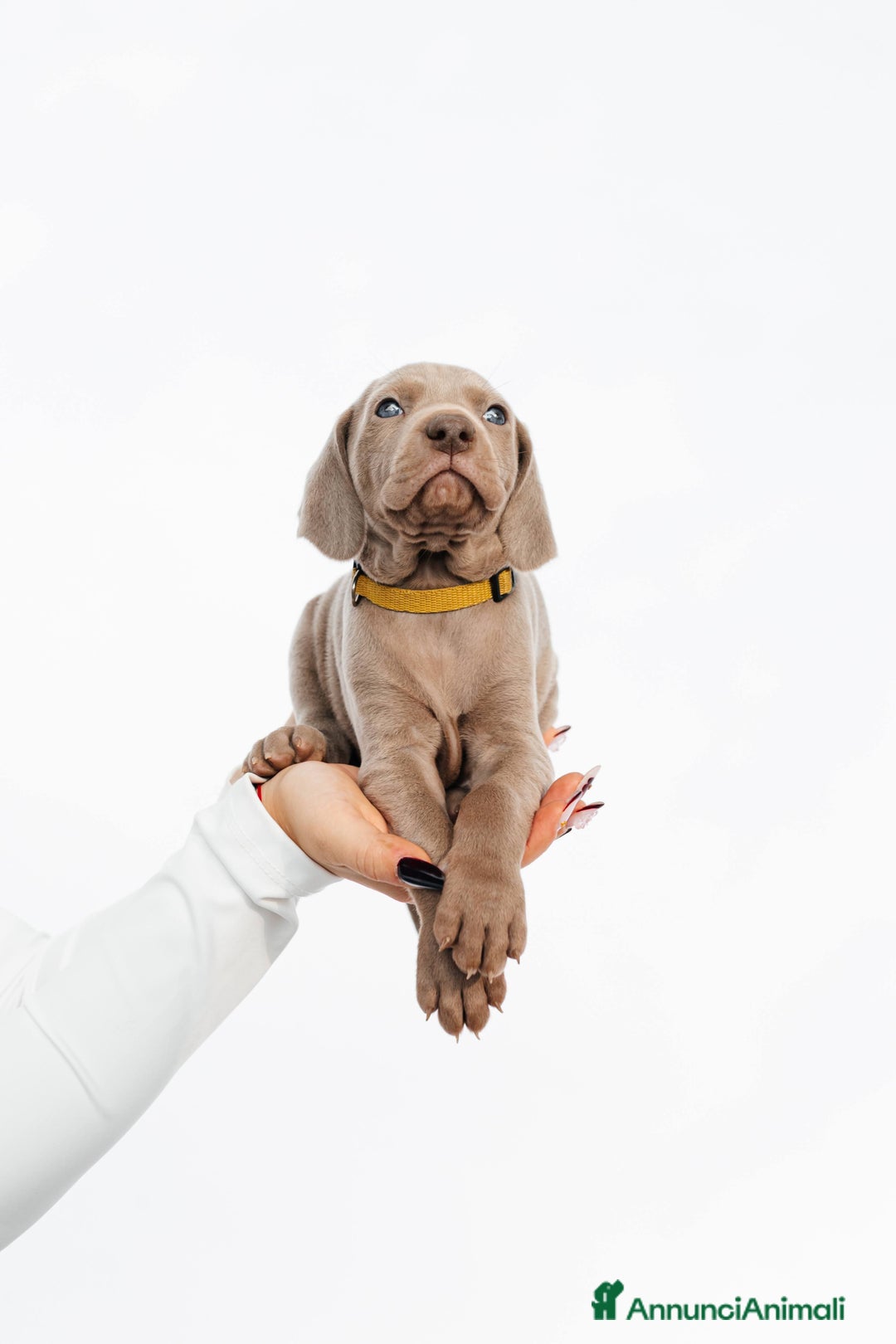 Weimaraner cani in vendita: Cucciole di weimaraner con pedigree Enci - Annuncio 8
