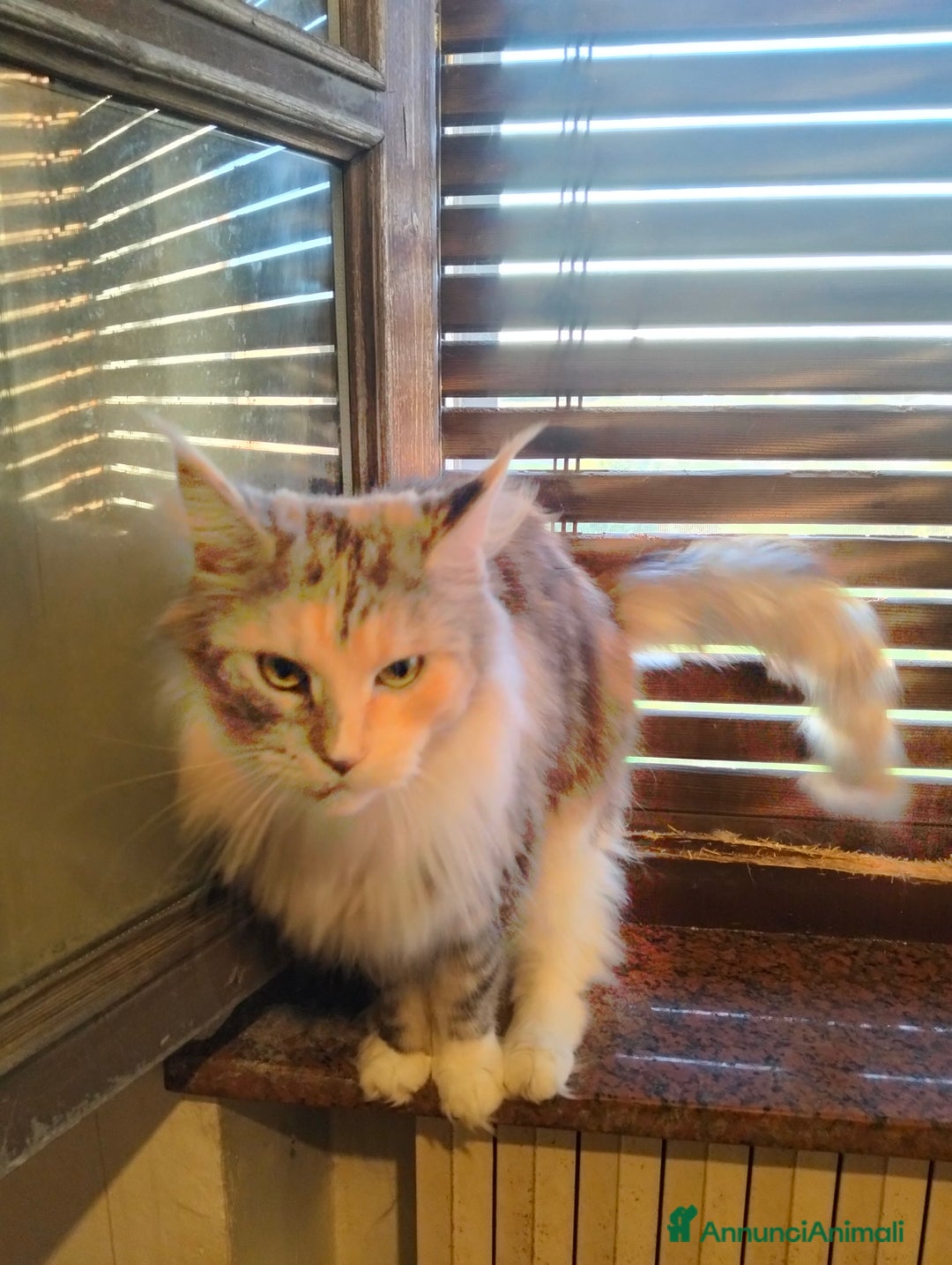 Maine Coon gatti in vendita: Maine coon - Annuncio 3