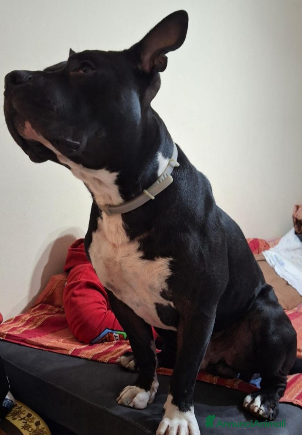 American Bully cani American Bully 3anni,a sua assurda e triste storia - Annuncio 1