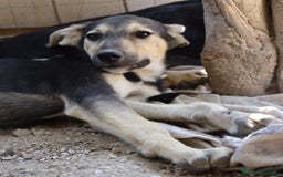 Meticcio cani in regalo: CHINOTTO aspetta una famiglia a Provincia di Padova - Immagine 3