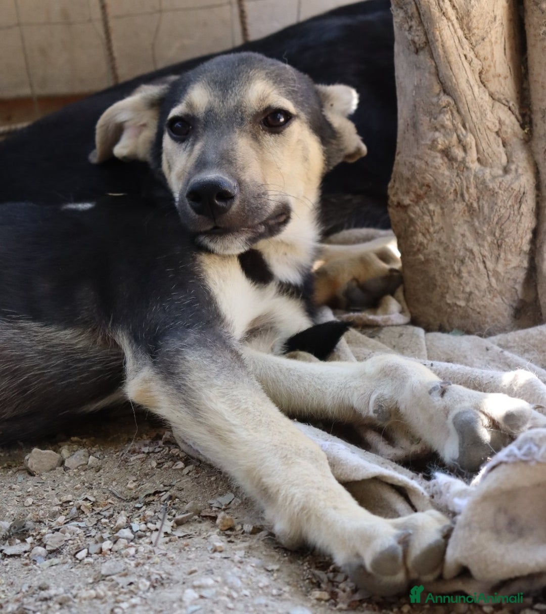 Meticcio cani in regalo: CHINOTTO aspetta una famiglia a Provincia di Padova - Immagine 3