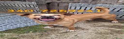 Meticcio cani in regalo: SPILLO 💙 12 kg di energia e simpatia a Provincia di Reggio Emilia - Annuncio 1