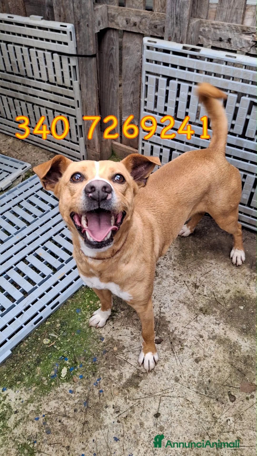 Meticcio cani in regalo: SPILLO 💙 12 kg di energia e simpatia a Provincia di Reggio Emilia - Annuncio 1