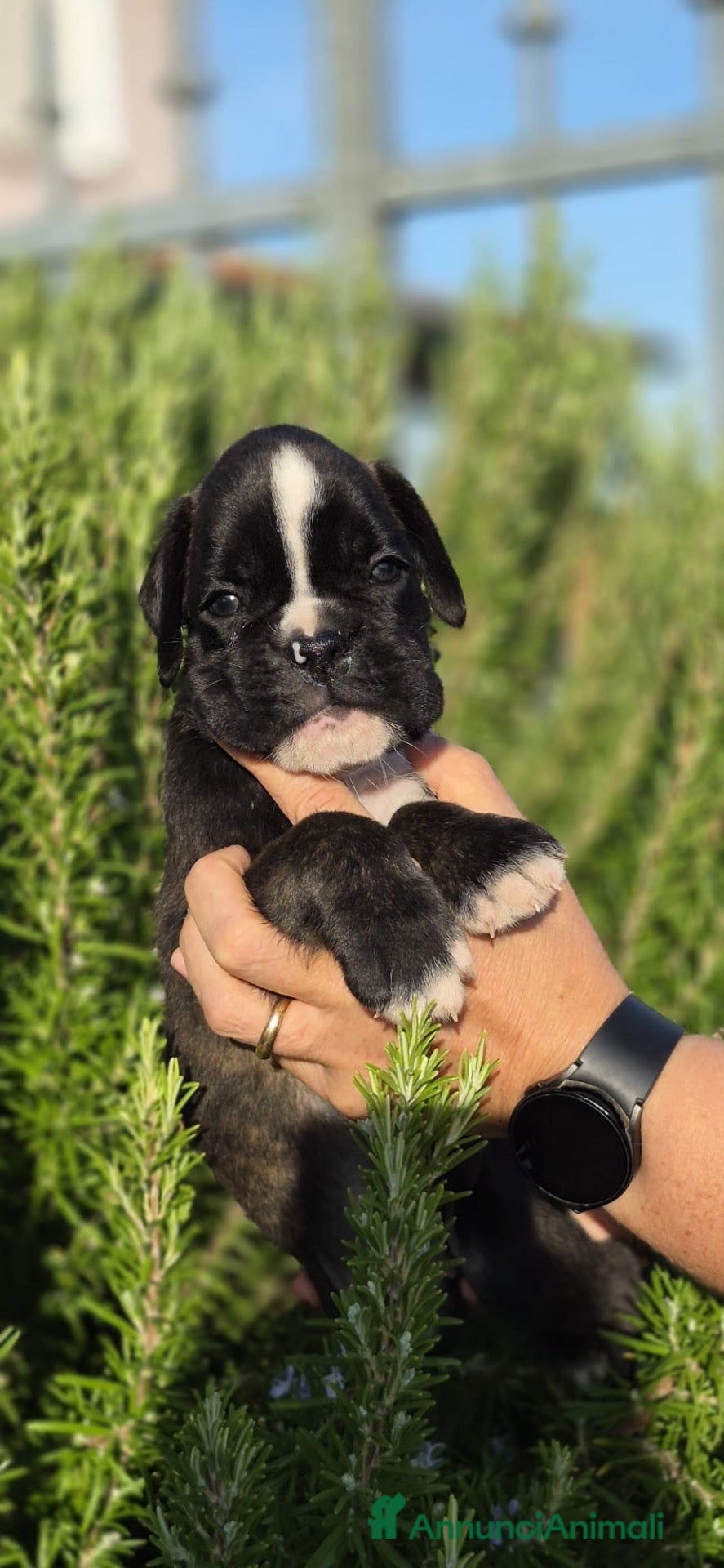 Boxer cani Boxer  - Annuncio 7