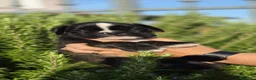 Boxer cani in vendita: Boxer  - Annuncio 1