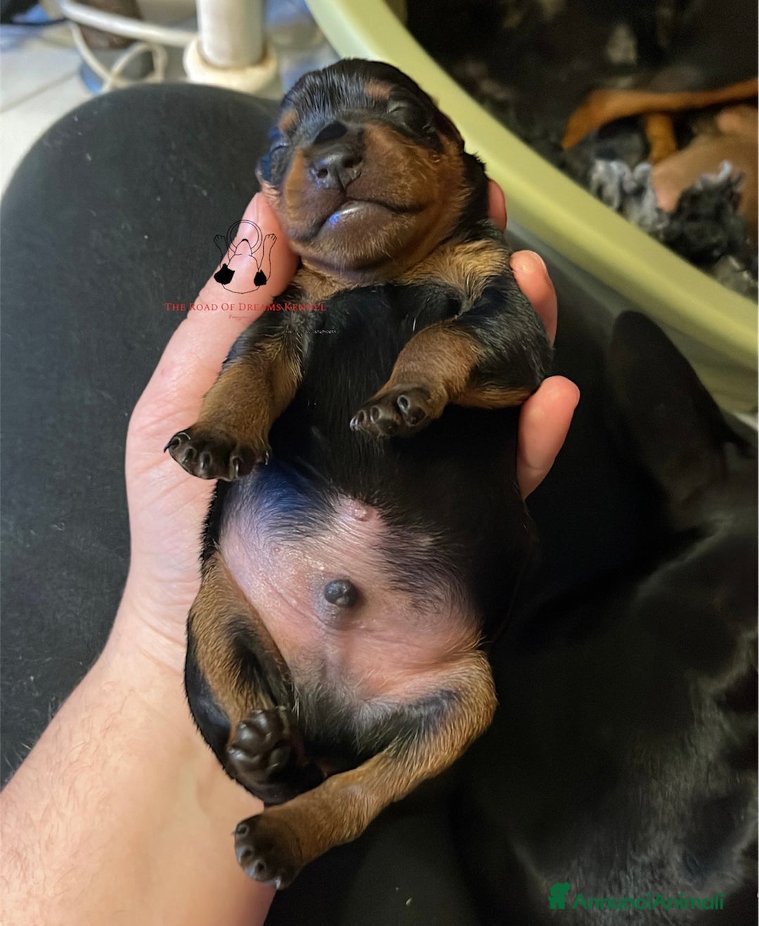 Pinscher Miniatura cani in vendita: Pinscher nano  - Annuncio 3