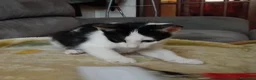 Meticcio gatti in regalo: Gattini di due mesi in regalo - Annuncio 10