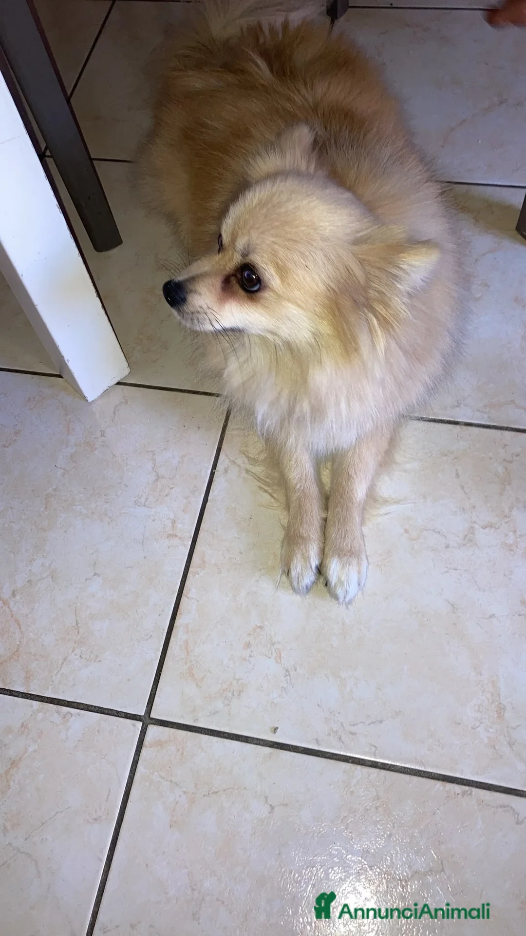 Volpino Pomerania cani in vendita: Brandy, volpino di 2 anni e mezzo a Provincia di Cosenza - Annuncio 2