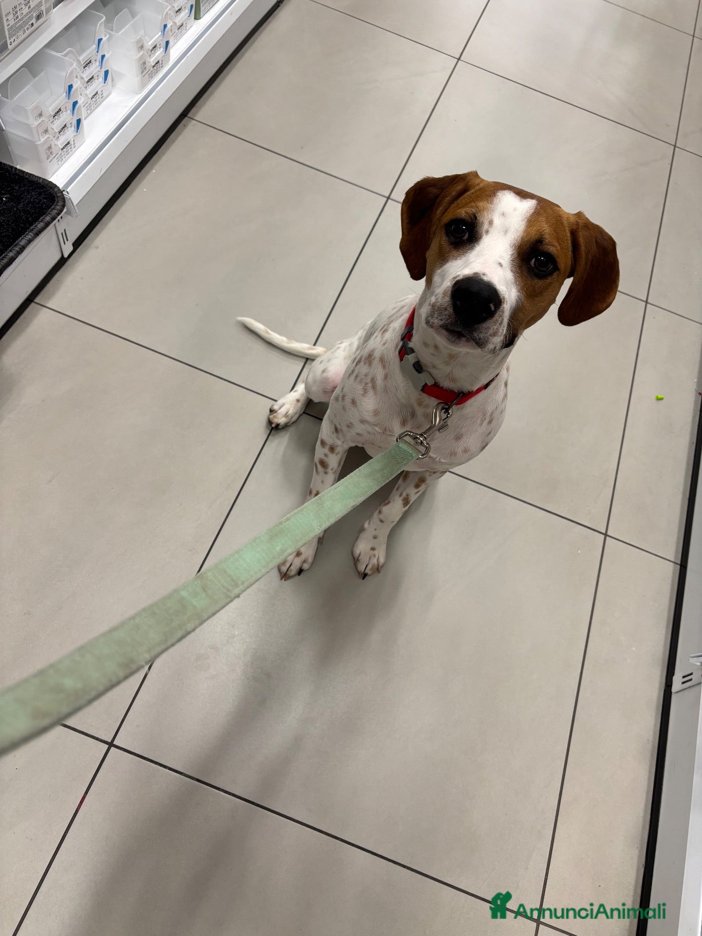 Beagle cani Accoppiamento  - Annuncio 1