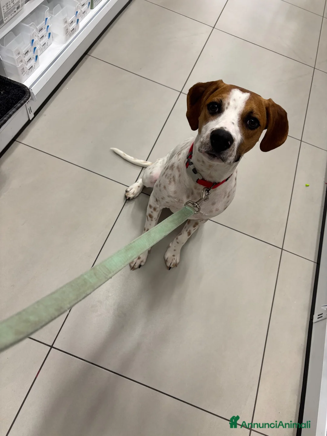 Beagle cani per accoppiamento: Accoppiamento  - Annuncio 1