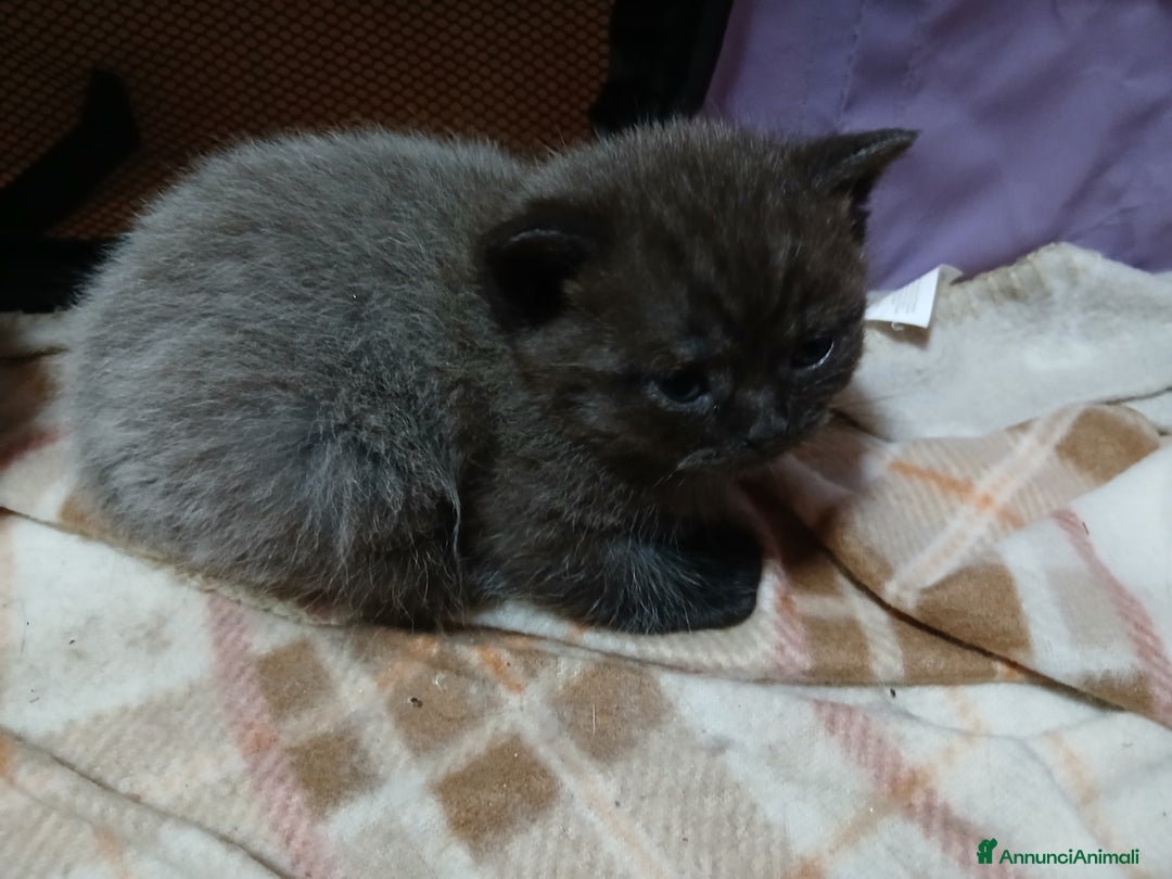 Scottish gatti in vendita: Cuccioli scottish straight - Annuncio 1