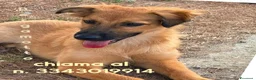 Meticcio cani in regalo: BERGAMOTTO💙IL BRUTTO È PASSATO.ORA TOCCA IL BELLO a Provincia di Vicenza - Annuncio 4