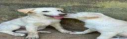 Meticcio cani in regalo: Vera sorride e cerca casa 🏡 a Città metropolitana di Milano - Annuncio 11