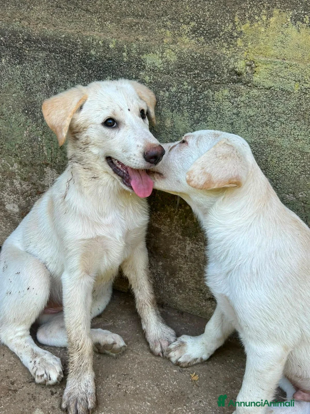 Meticcio cani in regalo: Vera sorride e cerca casa 🏡 a Città metropolitana di Milano - Annuncio 11