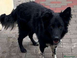 Meticcio cani NICHOLAS BORDER COLLIE - Annuncio 15
