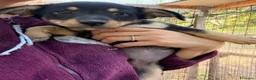 Meticcio cani in regalo: IL PICCOLO E DOLCE OTTO - Annuncio 7