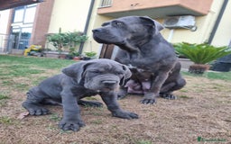 Cane Corso cani in vendita: Bellissimo cucciolo grigio di cane corso  a Provincia di Verona - Immagine 8