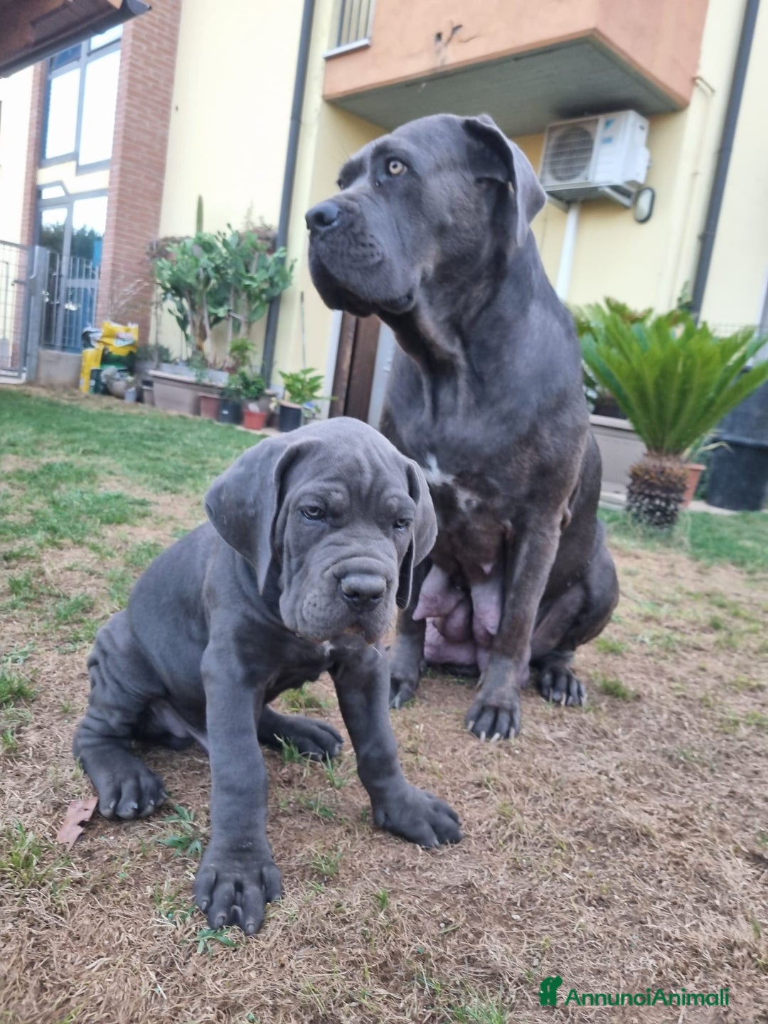 Cane Corso cani in vendita: Bellissimo cucciolo grigio di cane corso  a Provincia di Verona - Immagine 8