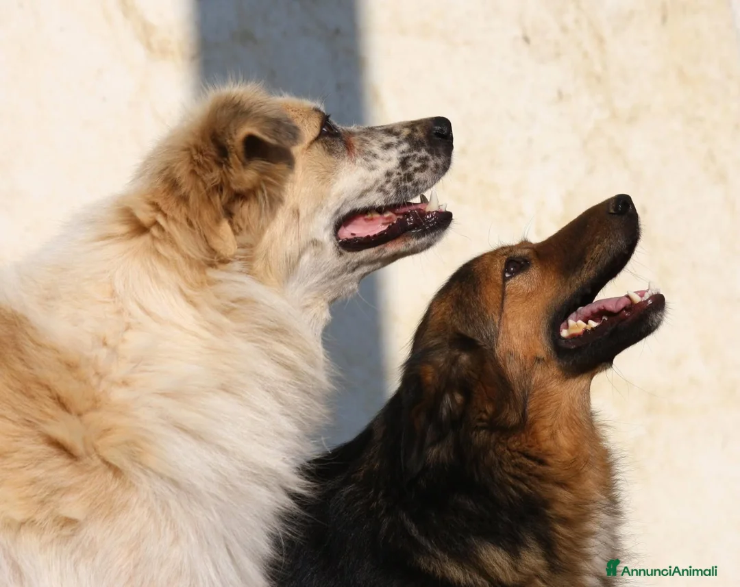 Meticcio cani in regalo: Enza in adozione - Annuncio 8