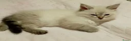 Siberiano gatti in vendita: Cuccioli di Siberiano Neva Masquerade  a Provincia di Macerata - Annuncio 8