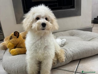 Barboncino cani Barboncini neri e bianchi con Pedigree a Vercelli - Annuncio 3