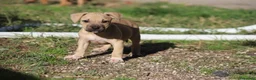 Pitbull cani in vendita: Cuccioli Pit Bull con Pedigree anche a rate - Annuncio 25