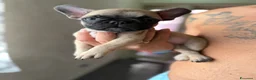 Bulldog Francese cani in vendita: Bulldog francese a Città metropolitana di Catania - Annuncio 12