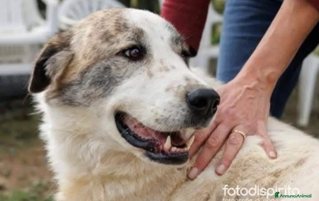 Meticcio cani in regalo: Madame si sta lasciando andare  a Provincia di Cuneo - Annuncio 1