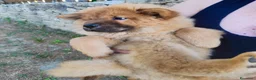 Chow Chow cani in vendita: Chow Chow - Annuncio 20