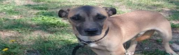 Meticcio cani in regalo: ROMEO IL CAGNOLINO PIU' TRISTE DEL CANILE... - Annuncio 2