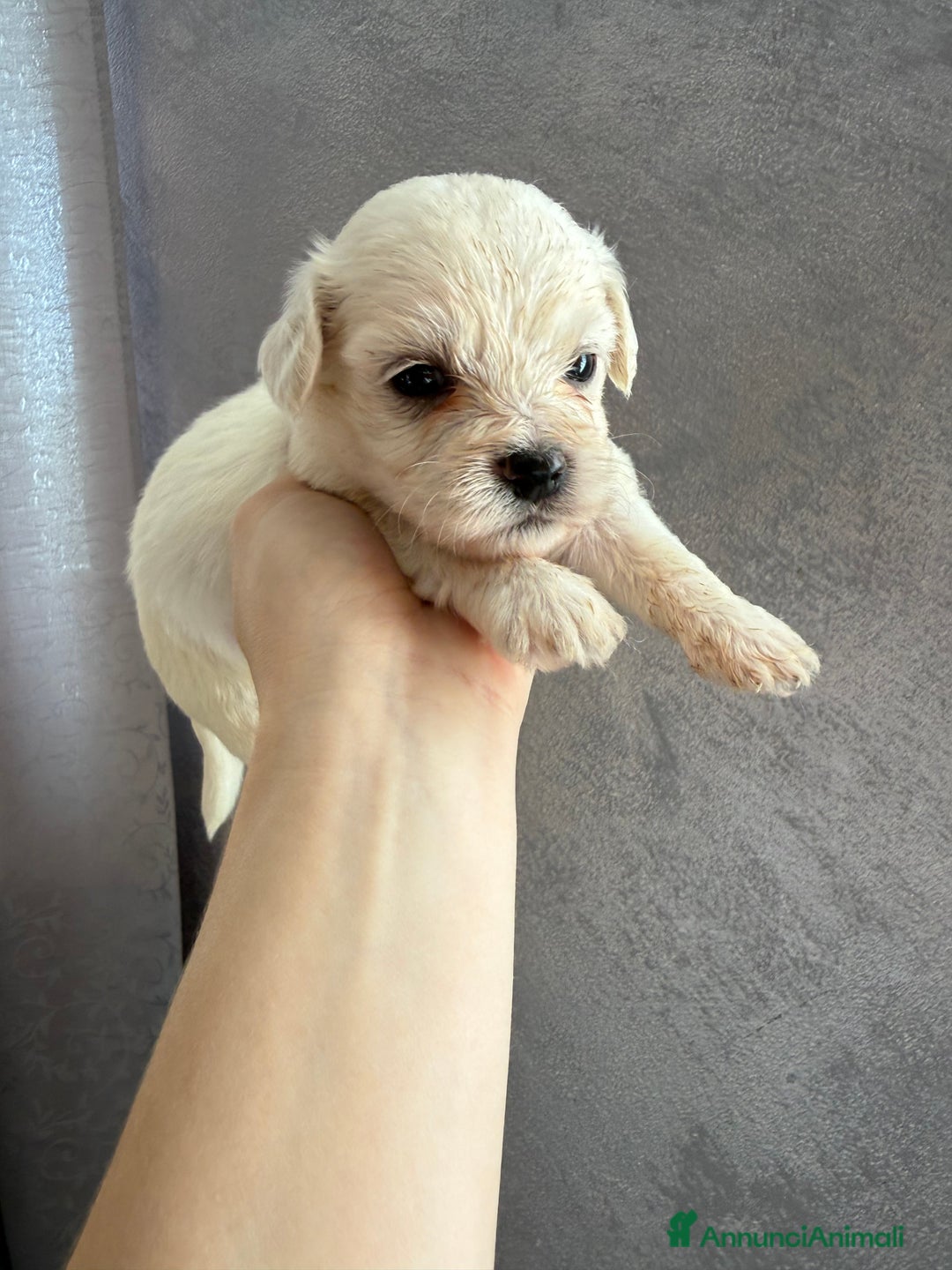 Maltese cani in vendita: Cuccioli di Maltese - Annuncio 1