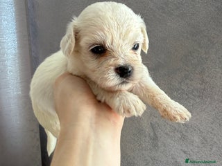 Maltese cani Cuccioli di Maltese - Annuncio 16