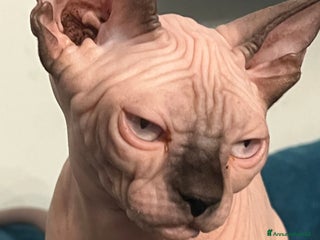 Sphynx gatti Sphynx a Città metropolitana di Roma Capitale - Annuncio 21