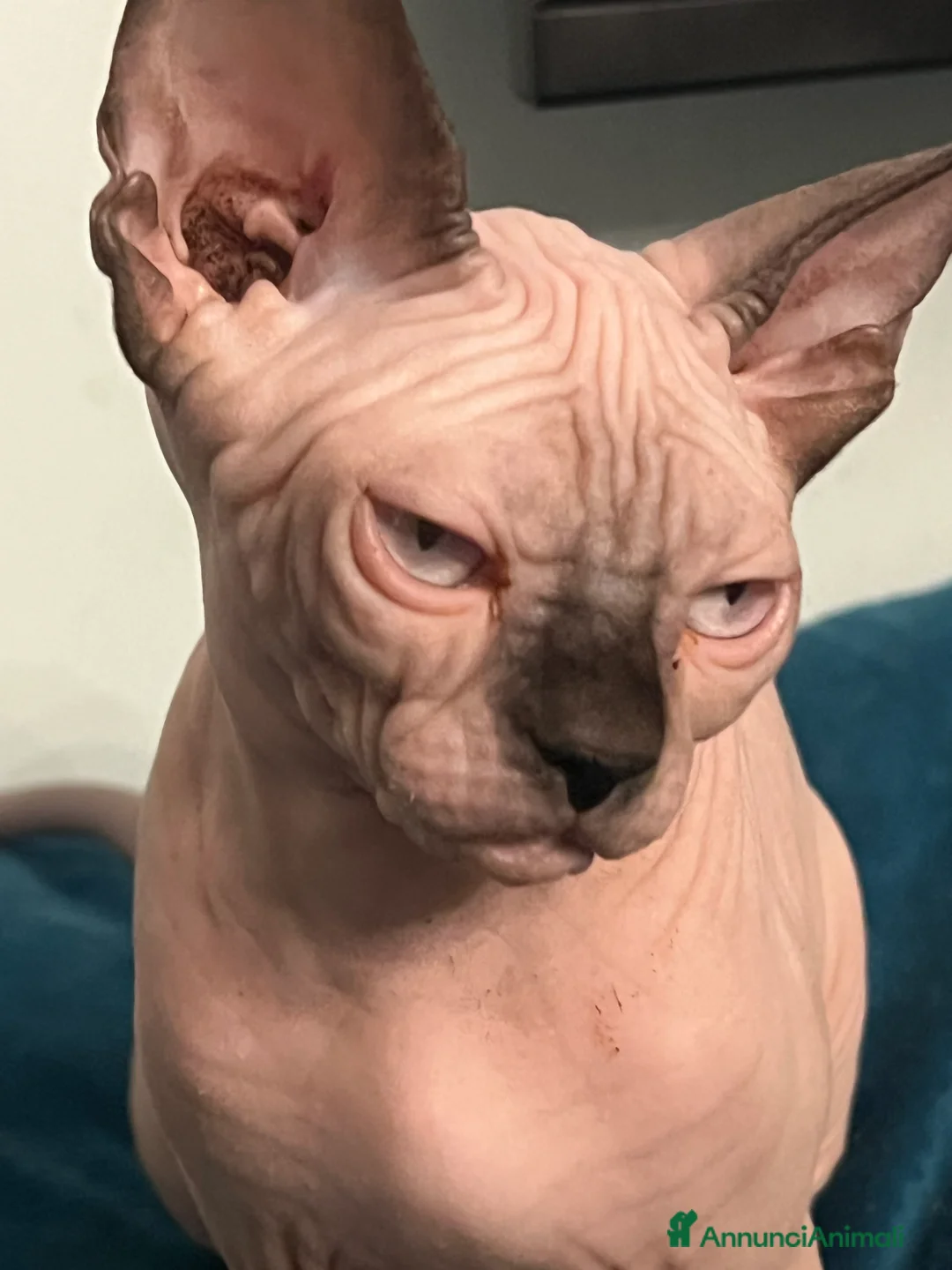 Sphynx gatti in vendita: Sphynx  a Città metropolitana di Roma Capitale - Annuncio 1