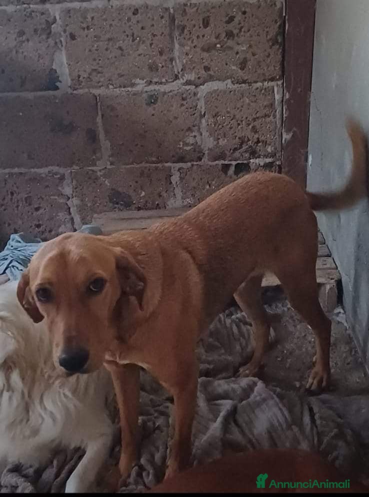 Segugio cani BERTA  a Provincia di Avellino - Annuncio 12