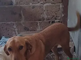 Segugio cani BERTA a Provincia di Avellino - Annuncio 19