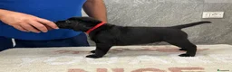 Labrador cani in vendita: Labrador Retriever  a Provincia di Ferrara - Annuncio 5