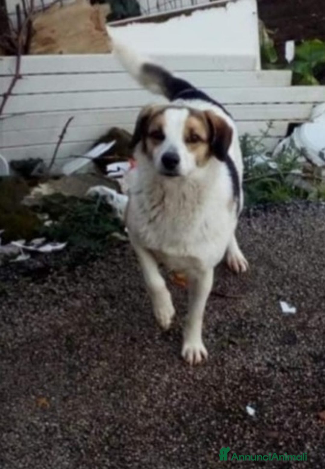 Meticcio cani in regalo: Ambra 6/7anni salita anni fa e rifiutata.  Bologna a Città metropolitana di Milano - Annuncio 3