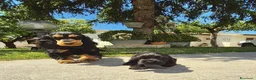 Cocker cani in vendita: Cuccioli neri cocker spaniel  - Annuncio 6
