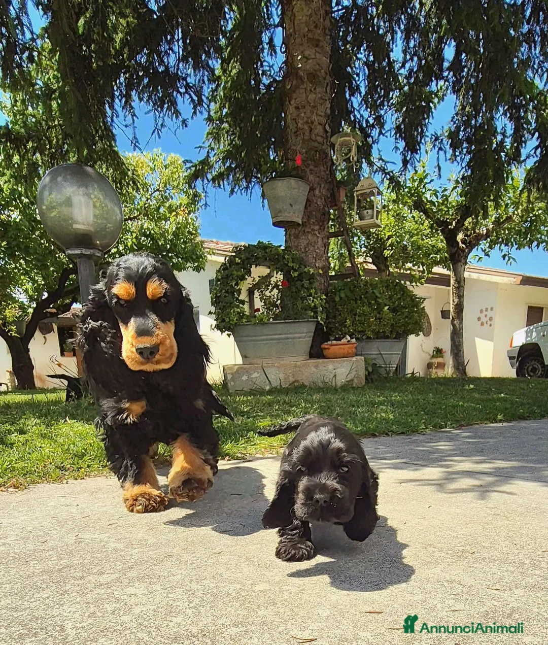 Cocker cani in vendita: Cuccioli neri cocker spaniel  - Annuncio 6