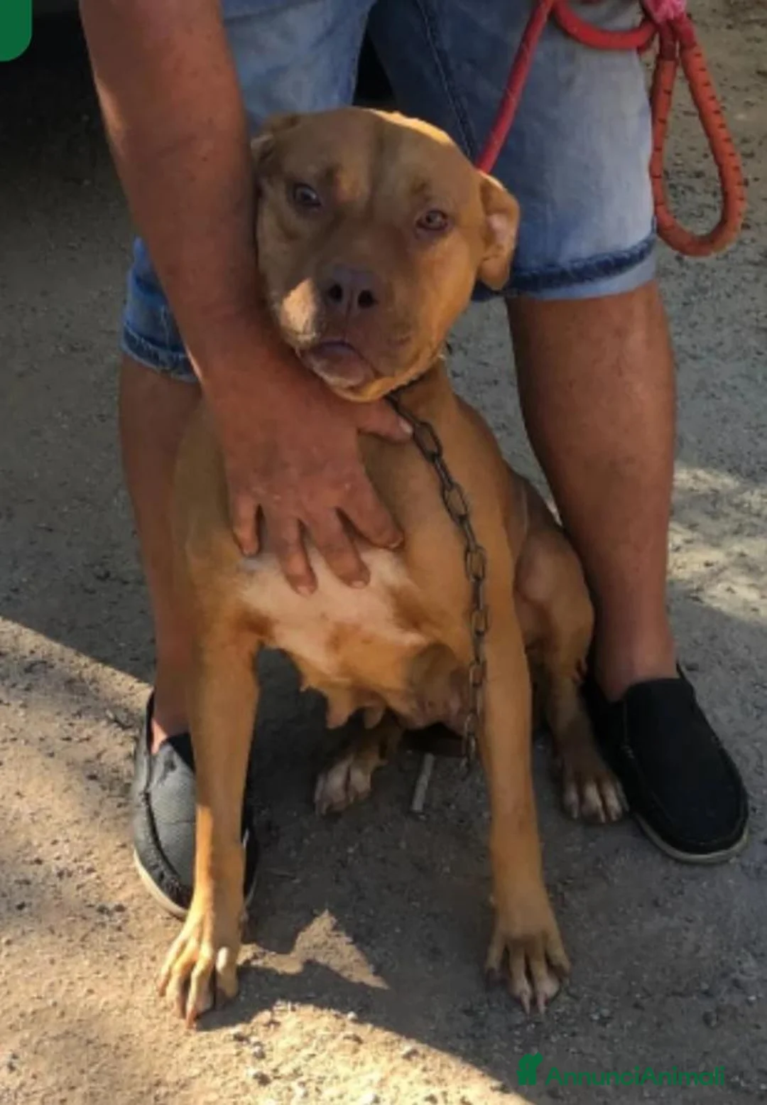 Meticcio cani in regalo: Simil Pitbull Red NoseBUONA E TRANQUILLA. VARESE - Annuncio 1